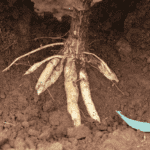 mandioca vassoura de bruxa