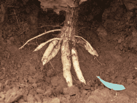 mandioca vassoura de bruxa