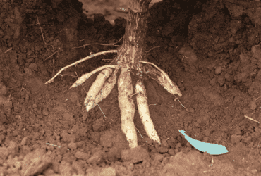 mandioca vassoura de bruxa