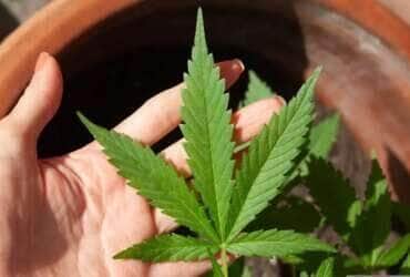 23/06/2023 -  óleo de canabis, canabidiol, cbd, thc. Foto: lovingimages/ Pixabay
