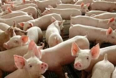 Ministério da Agricultura e produtores firmam acordo para suinocultura sustentável - Divulgação