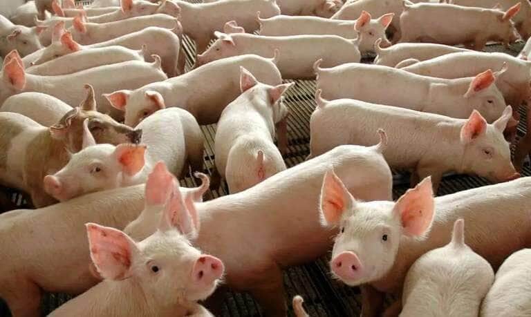 Ministério da Agricultura e produtores firmam acordo para suinocultura sustentável - Divulgação