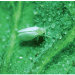 mosca branca