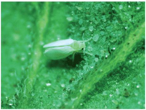 mosca branca