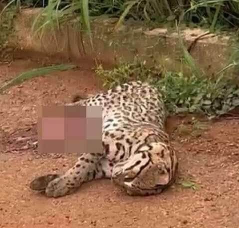 Atropelamento de Filhote de Onça-Pintada no Pantanal Liga Alerta para Proteção da Fauna