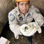 Bombeiros resgatam 11 filhotes de pato de bueiro e reúnem família na natureza