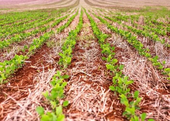 soja plantada