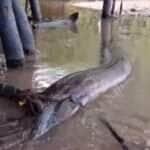 Uma cena impressionante que destaca a beleza e a importância da preservação das sucuris em seu habitat natural