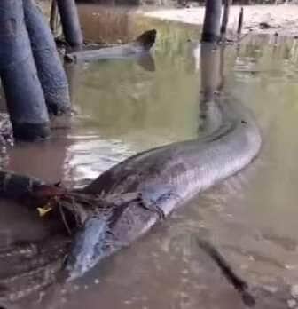 Uma cena impressionante que destaca a beleza e a importância da preservação das sucuris em seu habitat natural