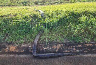 Funcionários da Concessionária Eco050 Salvam Serpente de Seis Metros e a Recolocam em seu Habitat Natural