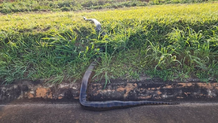 Funcionários da Concessionária Eco050 Salvam Serpente de Seis Metros e a Recolocam em seu Habitat Natural