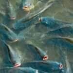tilapia 2025 02 07 155632 xuhx