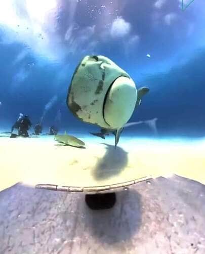 Tubarão-tigre x câmera: o dia em que um predador dos mares decidiu virar cinegrafista