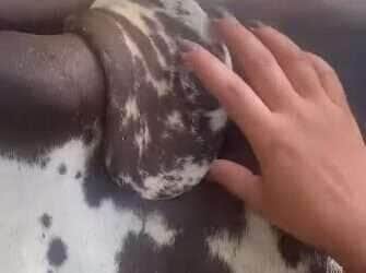 Vaca mutante? vídeo viral mostra caso inusitado e intriga internautas