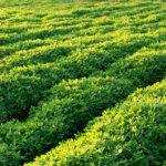 Valor Bruto da Produção do agro alcançou R$ 1,41 trilhão em janeiro
