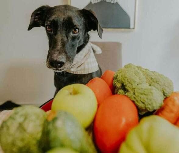 Alternativas naturais ganham espaço na alimentação dos pets