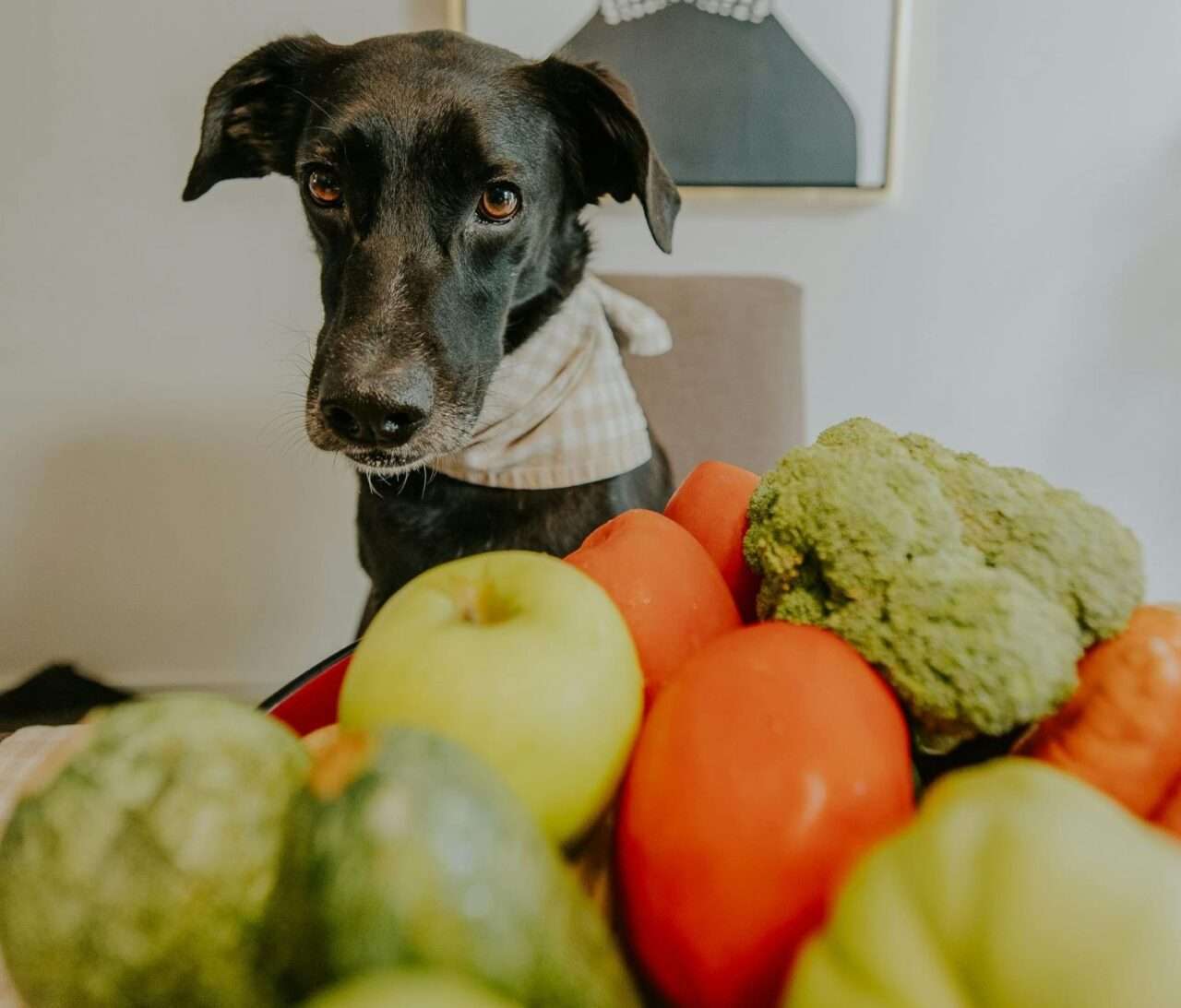 Alternativas naturais ganham espaço na alimentação dos pets