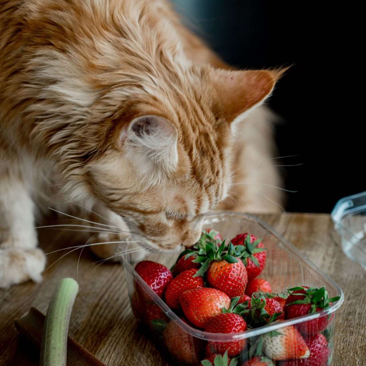 Alternativas naturais ganham espaco na alimentacao dos pets Pexels 2