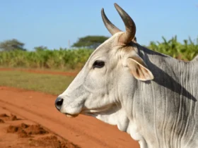 Reposição bovina - Imagem CenárioMT