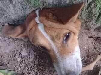 Damião e a enrascada da madrugada: o cãozinho que aprendeu a lição (ou não!)