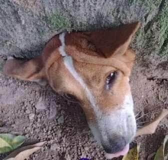 Damião e a enrascada da madrugada: o cãozinho que aprendeu a lição (ou não!)