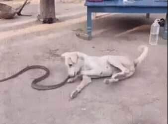 O descanso pós-almoço virou uma aventura inesperada quando um cãozinho deu de cara com uma visitante rastejante