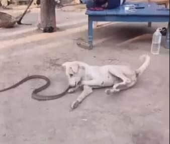 O descanso pós-almoço virou uma aventura inesperada quando um cãozinho deu de cara com uma visitante rastejante