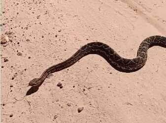 A cascavel, assim como outras serpentes, tem um papel fundamental no ecossistema