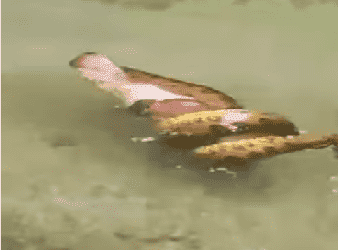 Cena rara mostra a força da maior cobra do Brasil na natureza