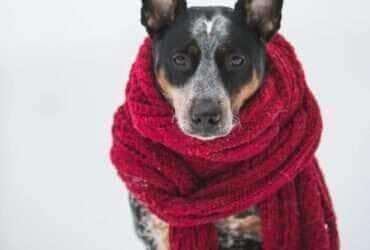 Como proteger os pets das baixas temperaturas do inverno