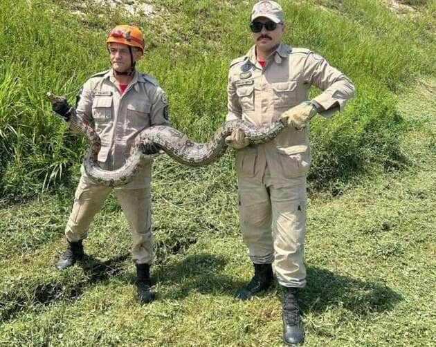 Corpo de Bombeiros de Mato Grosso resgata jiboia de cerca de 4 metros e cão pitbull