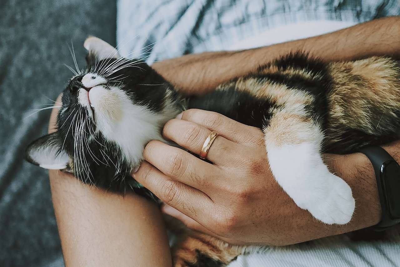 Cuidados anuais garantem a saude dos caes e gatos Pixabay 1