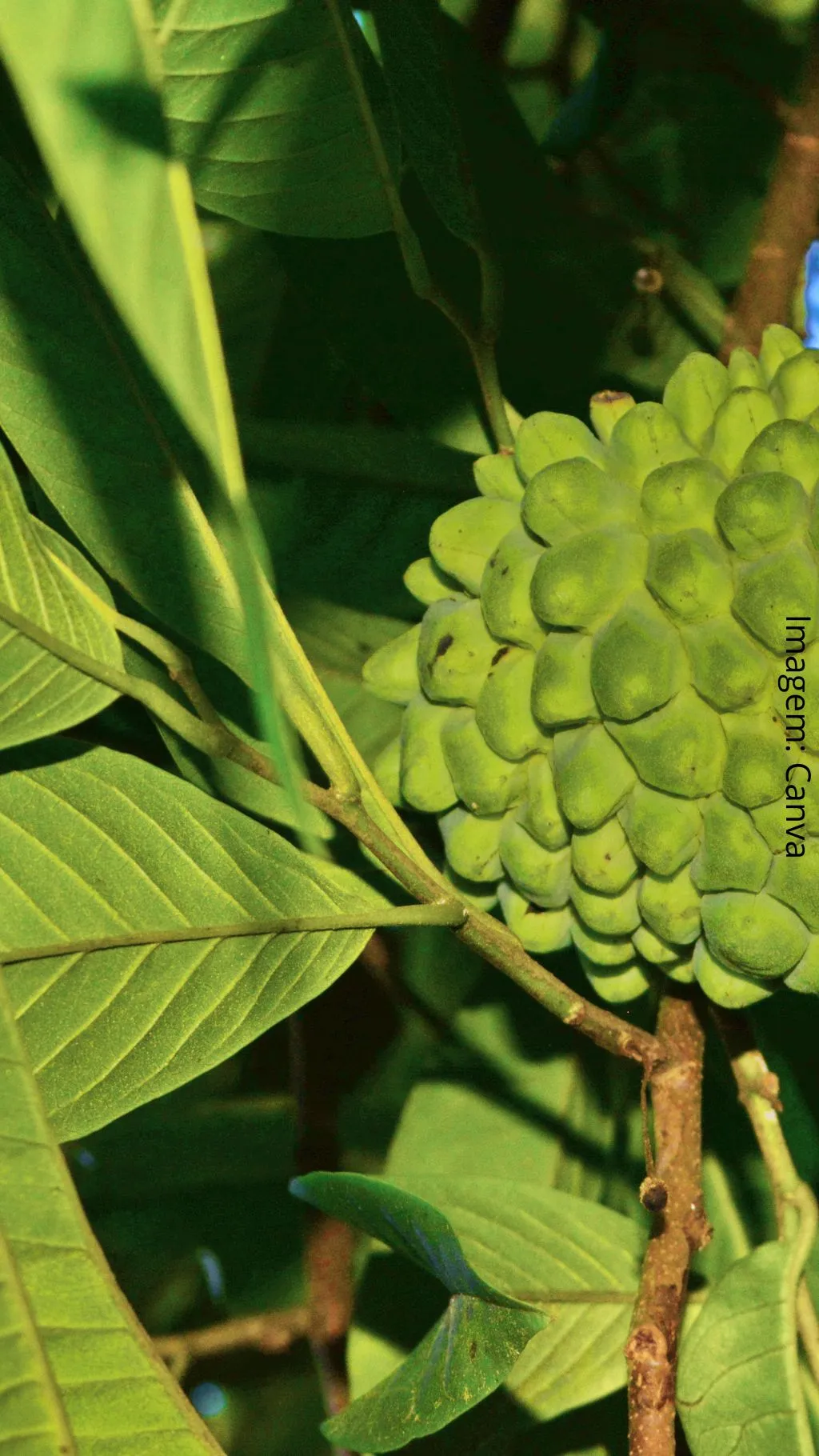 Os Benefícios do Araticum: Um superalimento da natureza 80 Fruta do conde10