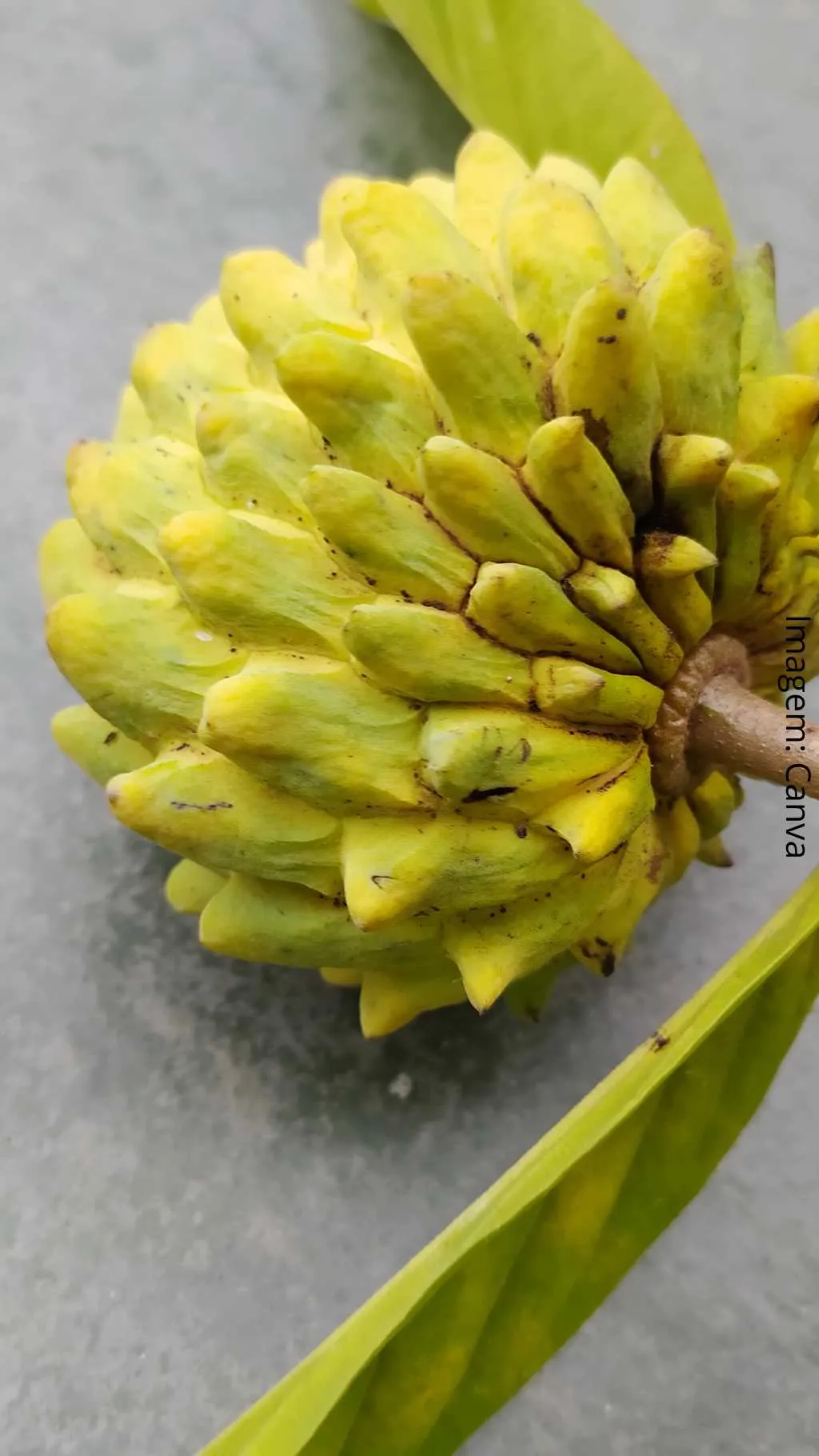 Os Benefícios do Araticum: Um superalimento da natureza 84 Fruta do conde5