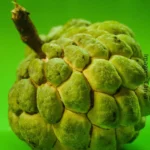 Fruta do conde6