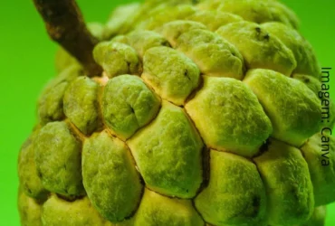 Fruta do conde6