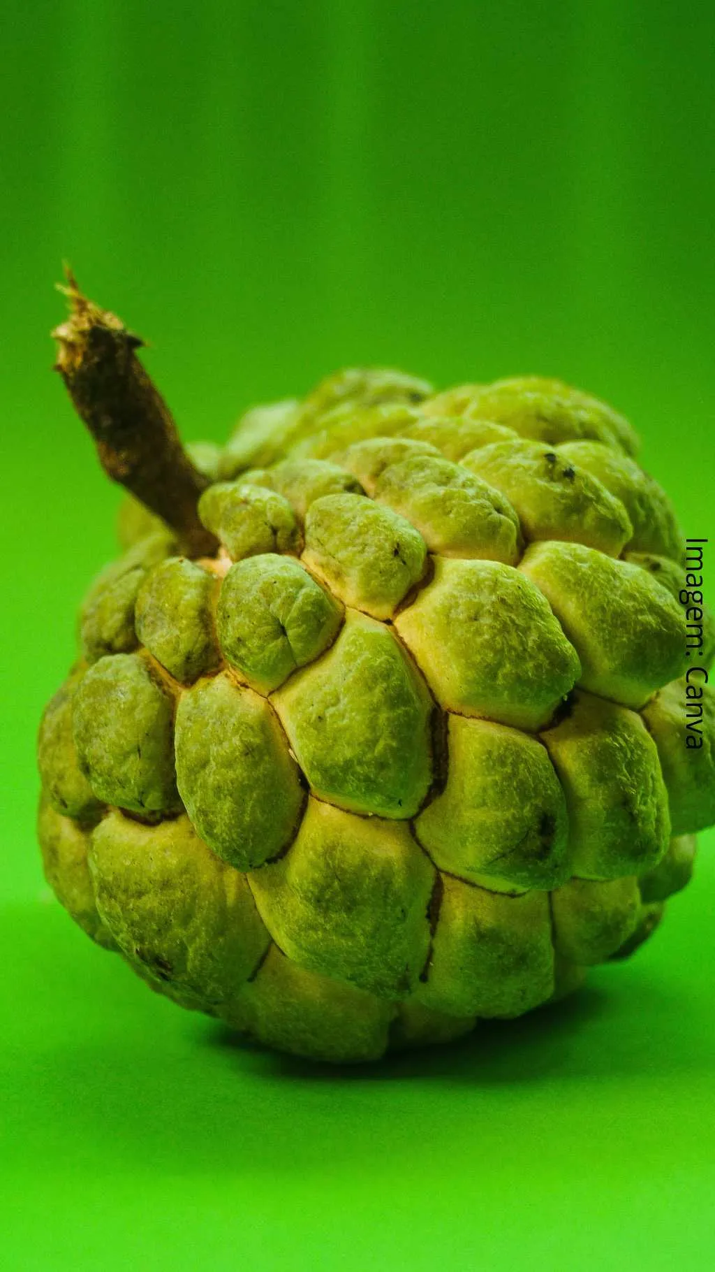 Os Benefícios do Araticum: Um superalimento da natureza 89 Fruta do conde6