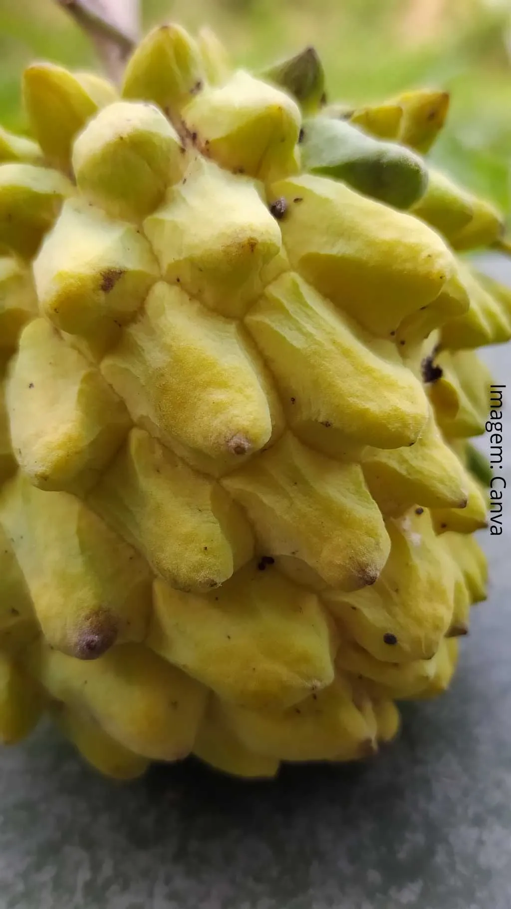 Os Benefícios do Araticum: Um superalimento da natureza 82 Fruta do conde8