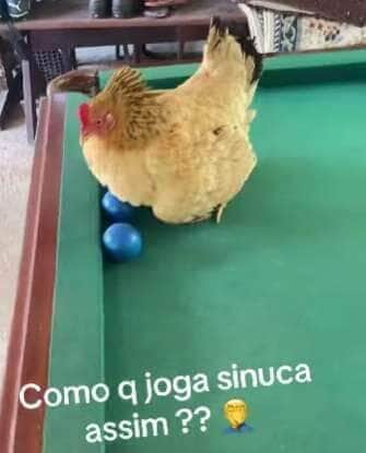 Galinha viraliza ao chocar bolas de sinuca e impedir as partidas