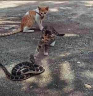 Em vídeo que viralizou, felino tenta ser mais ágil que a serpente e aprende da pior forma que com cobra não se brinca 