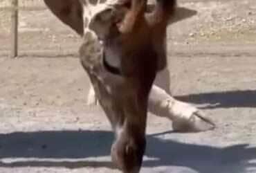 Girafa demonstra ternura inesperada por pequena tartaruga em vídeo viral