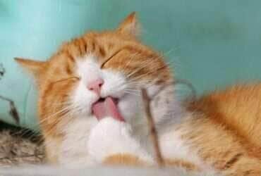 Gatos precisam de banho? Saiba quando a higiene requer ajuda