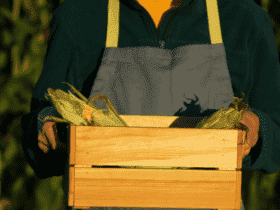 Imagem de milho, Foto de Produtor Rural, Homem com Milho na Mão