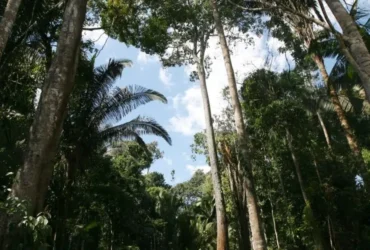 Nova norma do Ibama preocupa setor madeireiro de Mato Grosso