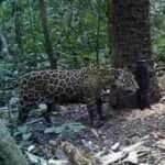 Registro raro de câmera mostra a beleza e imponência da onça-pintada em meio à sinfonia dos pássaros, reforçando o valor da preservação ambiental