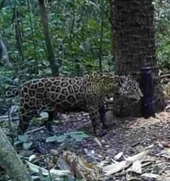 Registro raro de câmera mostra a beleza e imponência da onça-pintada em meio à sinfonia dos pássaros, reforçando o valor da preservação ambiental