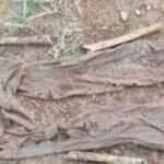 Ossada humana é encontrada em fazenda no interior de Mato Grosso