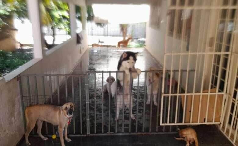 Polícia Civil esclarece suposto furto de cães que foram resgatados por uma ONG em Cuiabá