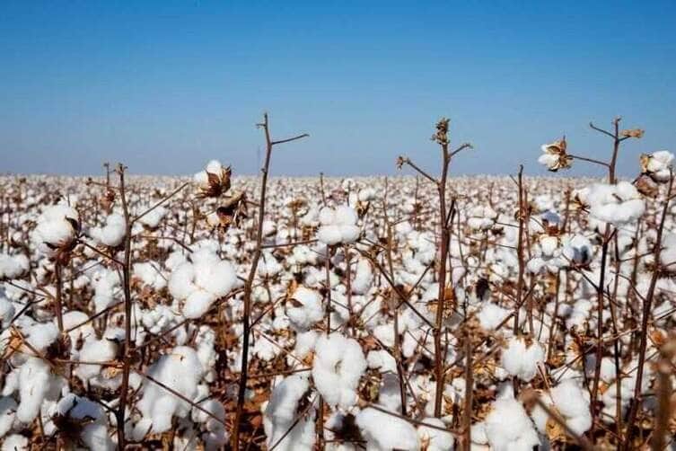 Produtores de algodão de Mato Grosso têm até sábado (15) para fazer cadastro das propriedades