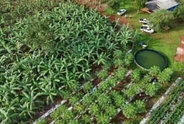 Projeto lança cartilha sobre produção sustentável de cacau em Mato Grosso